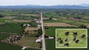 Αγριογούρουνα συνεχίζουν να καταστρέφουν σοδειές στον κάμπο των Καλυβίων