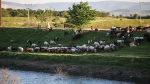 Στήριξη 63 εκατ. ευρώ στους κτηνοτρόφους λόγω εγκλεισμού και ζωονόσων