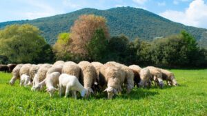 Κρούσματα ευλογιάς αιγοπροβάτων σε Ευηνοχώρι και Γαλατά