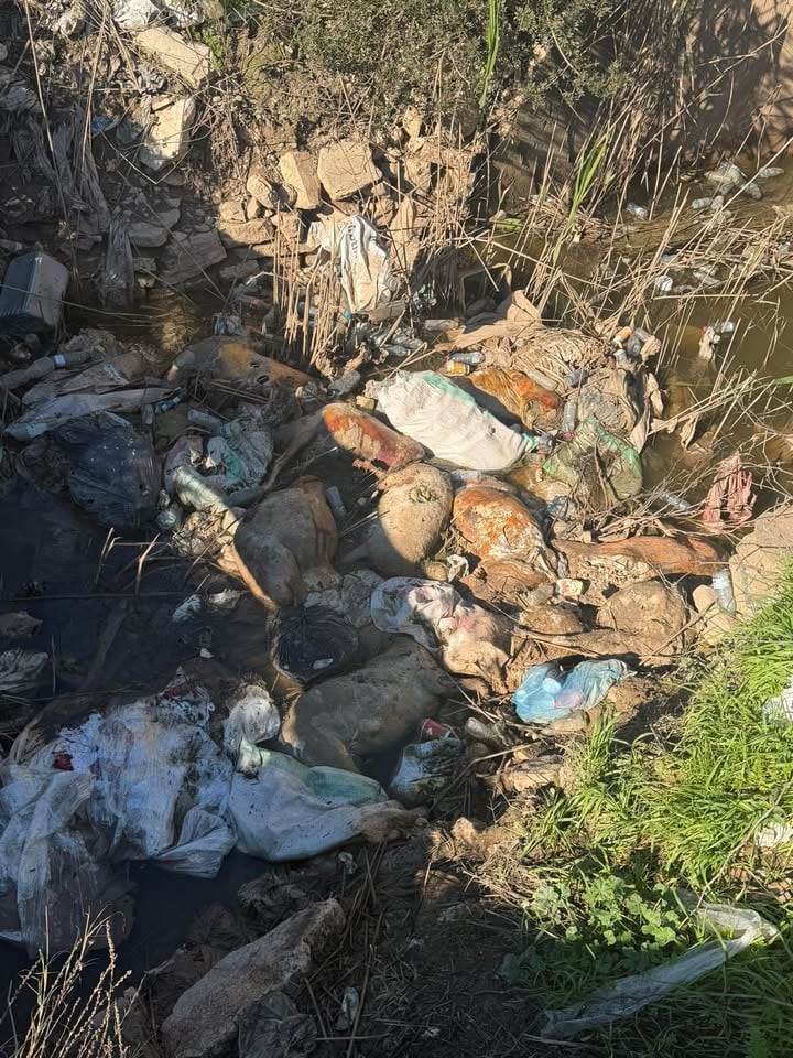 Νεκρά πρόβατα σε αύλακες και στο Λεσίνι – Σοβαρός κίνδυνος για υγεία και περιβάλλον