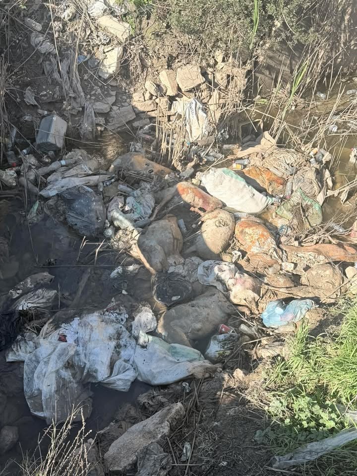 Νεκρά πρόβατα σε αύλακες και στο Λεσίνι – Σοβαρός κίνδυνος για υγεία και περιβάλλον