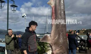 Καρχαρίας 300 κιλών στα δίχτυα ψαρά στην Πάλαιρο