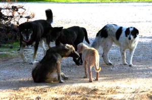 Τα αδέσποτα κυκλοφορούν και επιτίθενται - Οι αρμόδιοι αδιαφορούν