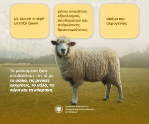 Αφθώδης πυρετός: Όσα πρέπει να γνωρίζουν κτηνοτρόφοι και πολίτες