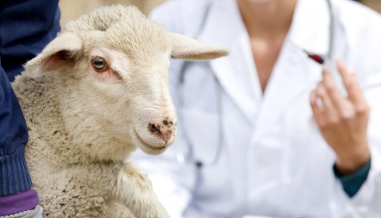 49 προσλήψεις για την ενίσχυση των κτηνιατρικών υπηρεσιών απέναντι στην ευλογιά των αιγοπροβάτων