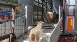 Σύλληψη τριών ανδρών στη Ναύπακτο για παράνομη μεταφορά ζώων εν μέσω περιοριστικών μέτρων