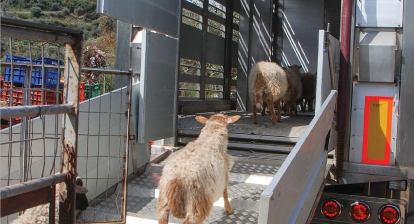 Σύλληψη τριών ανδρών στη Ναύπακτο για παράνομη μεταφορά ζώων εν μέσω περιοριστικών μέτρων