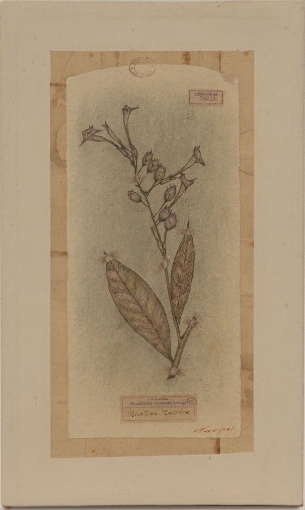 «Ελαίας & καπνού εγκώμιον»: Μεγάλη εικαστική έκθεση στο Αγρίνιο για τα 100 χρόνια του Παναιτωλικού