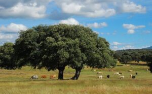 Βελανιδόδασος Ξηρομέρου: Ο υπεραιωνόβιος φυσικός θησαυρός της Αιτωλοακαρνανίας που ζητά προστασία