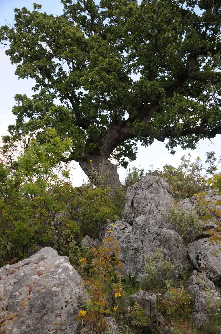 Βελανιδόδασος Ξηρομέρου: Ο υπεραιωνόβιος φυσικός θησαυρός της Αιτωλοακαρνανίας που ζητά προστασία