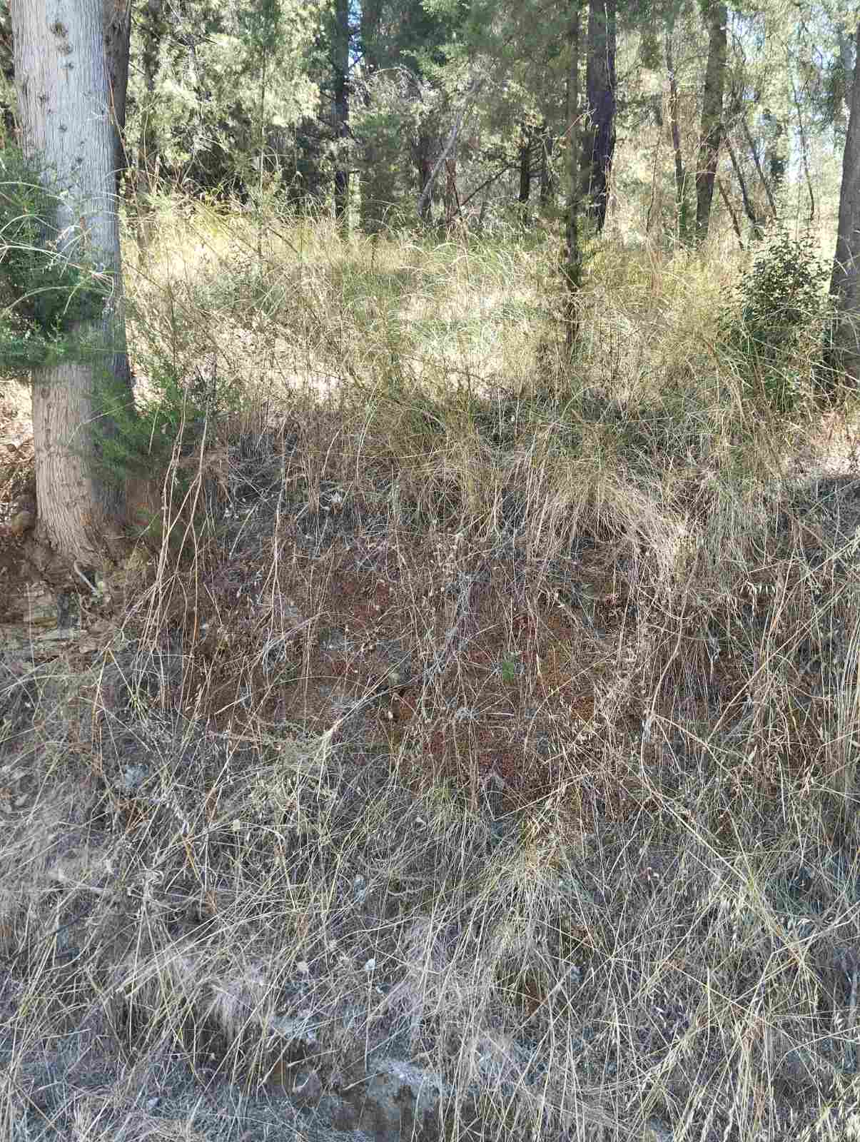 Το δάσος του Αγίου Χριστοφόρου «πνιγμένο» στα ξερά χόρτα – Αυξημένος ο κίνδυνος πυρκαγιάς