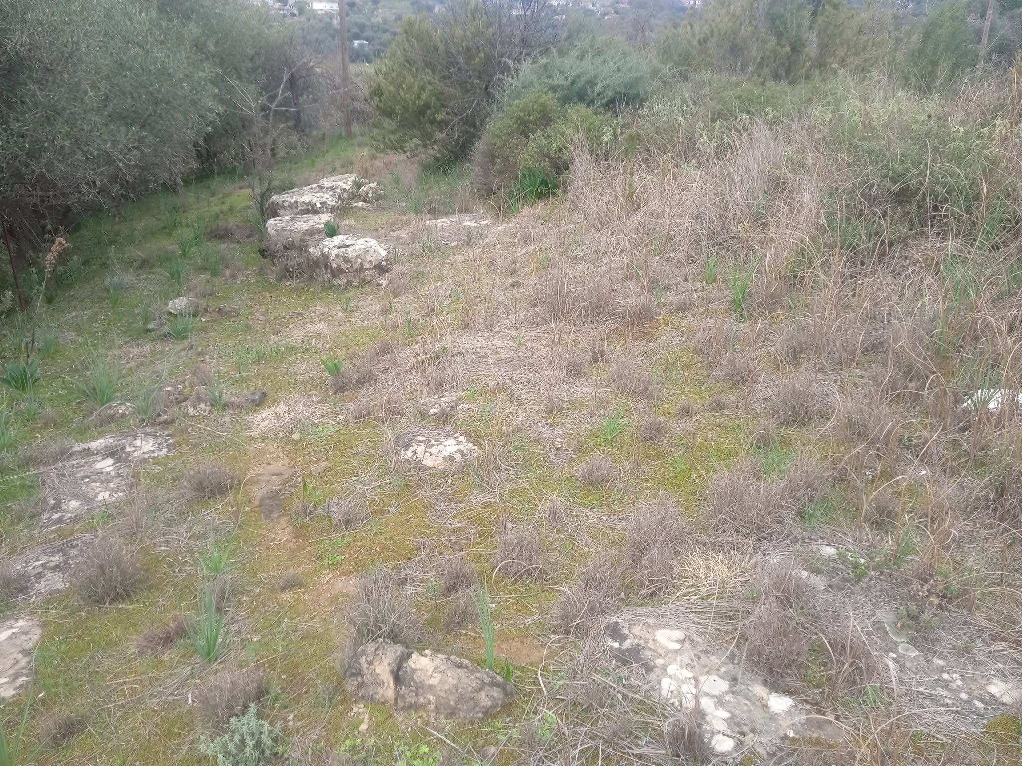 Ευθύμιος Αδάμης: Το αρχαίο Αγρίνιο ως σημαντική πολιτιστική επιλογή για την πόλη