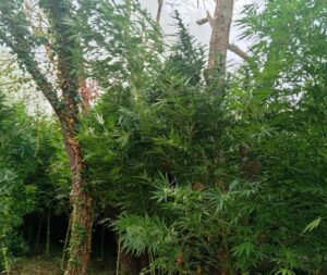 Φυτεία-«μαμούθ» στην Ηλεία: 320 δενδρύλλια κάνναβης και κέρδη έως 480.000 ευρώ