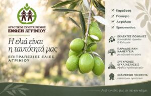 Ένωση Αγρινίου: Έως 1,25 ευρώ το κιλό για τις πράσινες ελιές