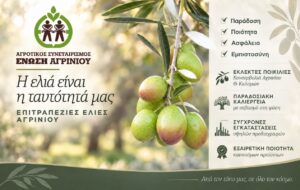 Ένωση Αγρινίου: Ξεκινούν οι παραλαβές βρώσιμης ελιάς