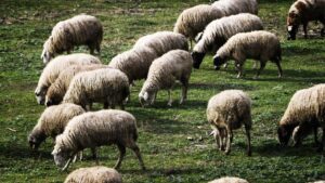 Ήπειρος: Κεραυνός σκότωσε 88 πρόβατα – Ζημιές από ανεμοστρόβιλο στο Προδρόμι Σουλίου
