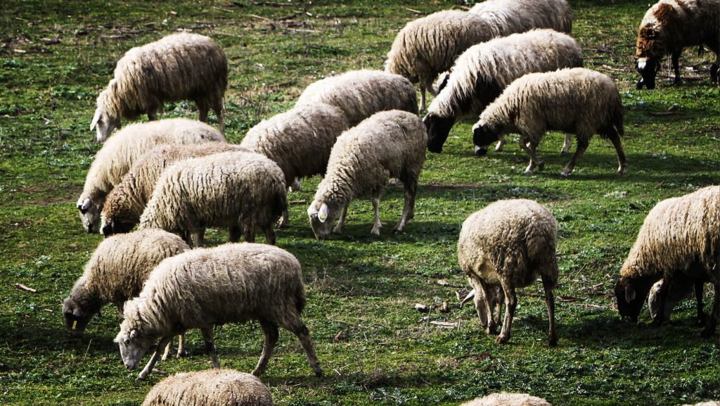 Ήπειρος: Κεραυνός σκότωσε 88 πρόβατα – Ζημιές από ανεμοστρόβιλο στο Προδρόμι Σουλίου