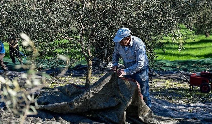 ΟΑΣ Αιτωλοακαρνανίας: Σύσκεψη ελαιοπαραγωγών στο Καινούργιο για τις χαμηλές τιμές και το αυξημένο κόστος παραγωγής