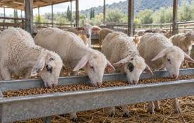 Fit4Feed: Νέο μοντέλο πάχυνσης αρνιών με τη συνεργασία της Ένωσης Αγρινίου και του Γεωπονικού Πανεπιστημίου
